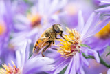 Embrace Untreated Mosquito Net for Pollinator-Friendly Adventures