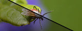 Ai generated tick with wings image (not real)