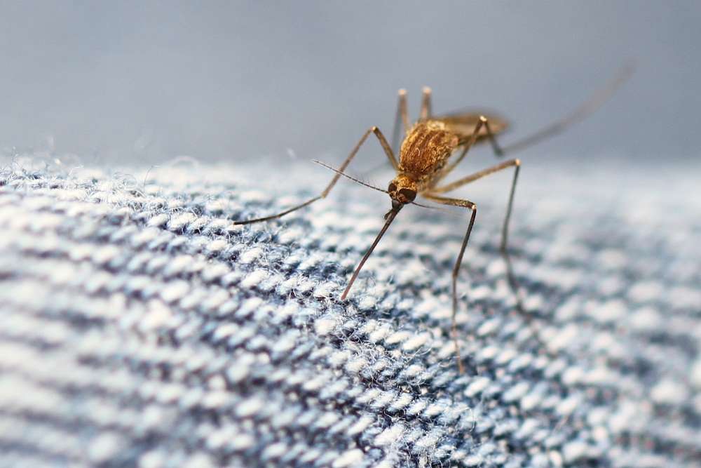 Can mosquitoes bite through jeans and other clothes? – Mozzie Style