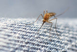Can mosquitoes bite through jeans and other clothes?
