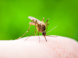 Funny Names for Mosquitoes