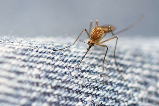 Can mosquitoes bite through jeans and other clothes?