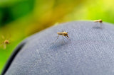 Why Mosquitoes Bite Through Jeans (and How to Stop It)