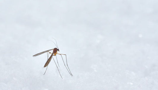 Revealing the Secret Life of Mosquitoes: Surviving Winters and Wreaking Havoc Come Spring