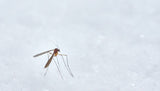 Revealing the Secret Life of Mosquitoes: Surviving Winters and Wreaking Havoc Come Spring