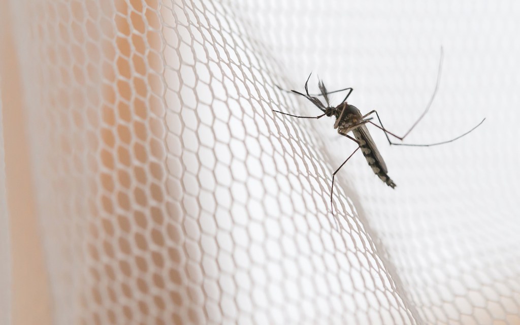 Buzz Off Naturally: Exploring Mosquito Net Clothing and Natural Repellents