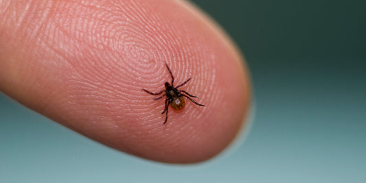 Unmasking the Mystery of Lyme Disease